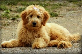 Cute goldendoodle dog rest