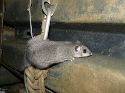 rodent on the tube