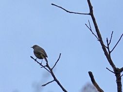 robin sits on a branch