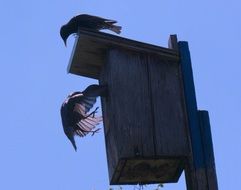 birds on a wooden birdhouse