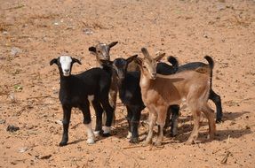 herd of goats on dry ground