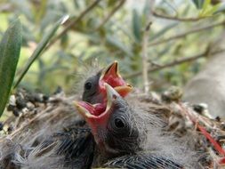 Chick Breeding Nest