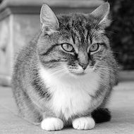 black and white photo of colorful domestic cat in the house