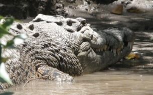 the crocodile in the reserve