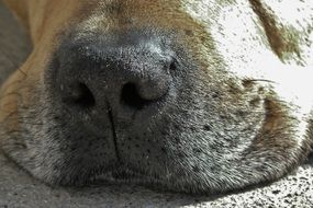 black nose of domestic dog