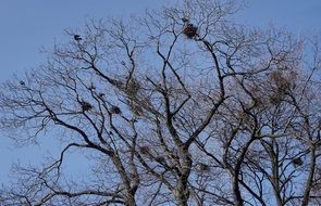 bird's nests in spring