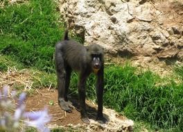 charming Baboon Primate