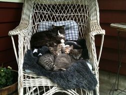 cat with kittens on the garden chair