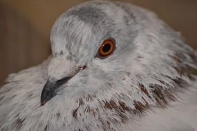 portrait of a gray dove