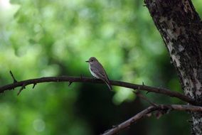 small bird on a thin branch