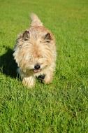 fluffy little dog is running on the lawn