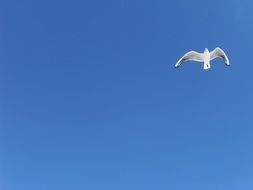 white seagull fly in the sky