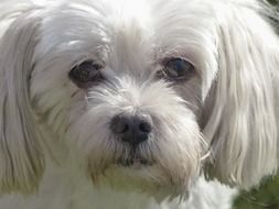 Coton De Tular Terrier Dog