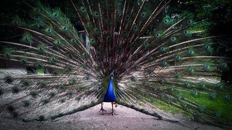 peacock with an open tail on the trail