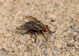 a fly in the sand close up
