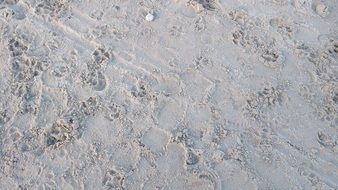 footprints of dogs in the sand close-up