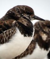 portrait of brown birds with white bellies