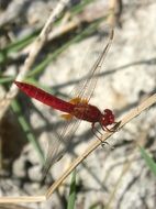 red dragonfly in wetland