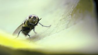 charming small fly