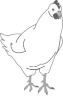 Chicken, Hen, bird drawing