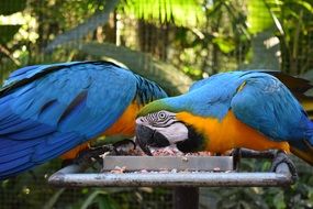 two macaw Parrots on feeder