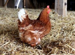 homemade brown chicken