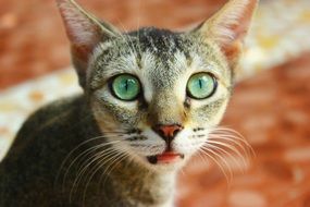 portrait of green eyed Cat is looking