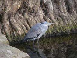 gray heron in the water near a large stone