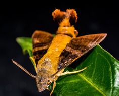 scary moth on the green leaf