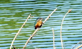 blue seagull on a branch above the river
