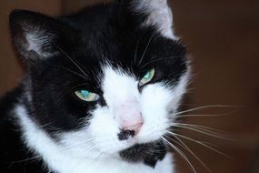 black and white Cat with green eyes looking straight close-up