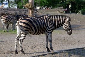 African striped black and white zebra