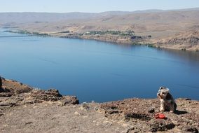 dog by the lake in America, Washington State