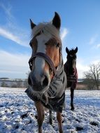 farm horses in winter