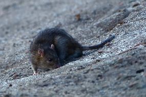 lonely rat on the street