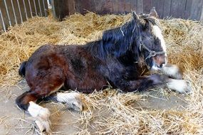 horse on straw in a stall