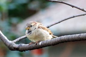 sparrow sitting on a tree branch in the garden