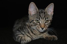 purebred cat on a black background