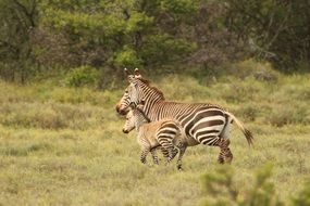 zebras in the savannah of a africa