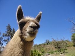 Llamingo Ecuador