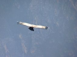 andean condor in flight