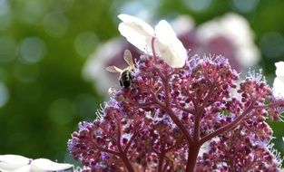 busy pollinating bee on the garden flower close-up on blurred background