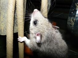 cute rodent climbs on the ropes