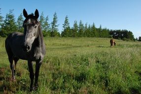 domestic black horse in the pasture