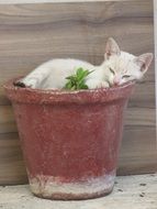 Kitten resting in a pot