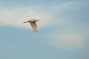 Heron Birds