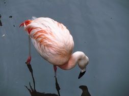 pink flamingo looks at water