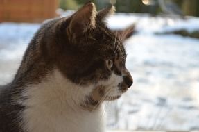 profile portrait of a tomcat