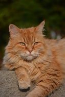 red cat lays on the curb