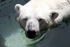 polar bear in the pool